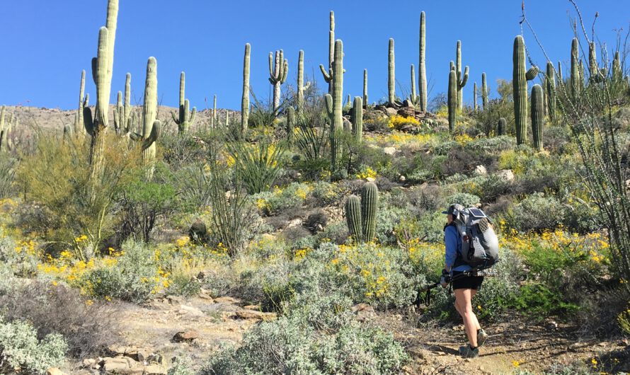 Den Arizona Trail wandern – Planung für 1.300 Kilometer Wüste